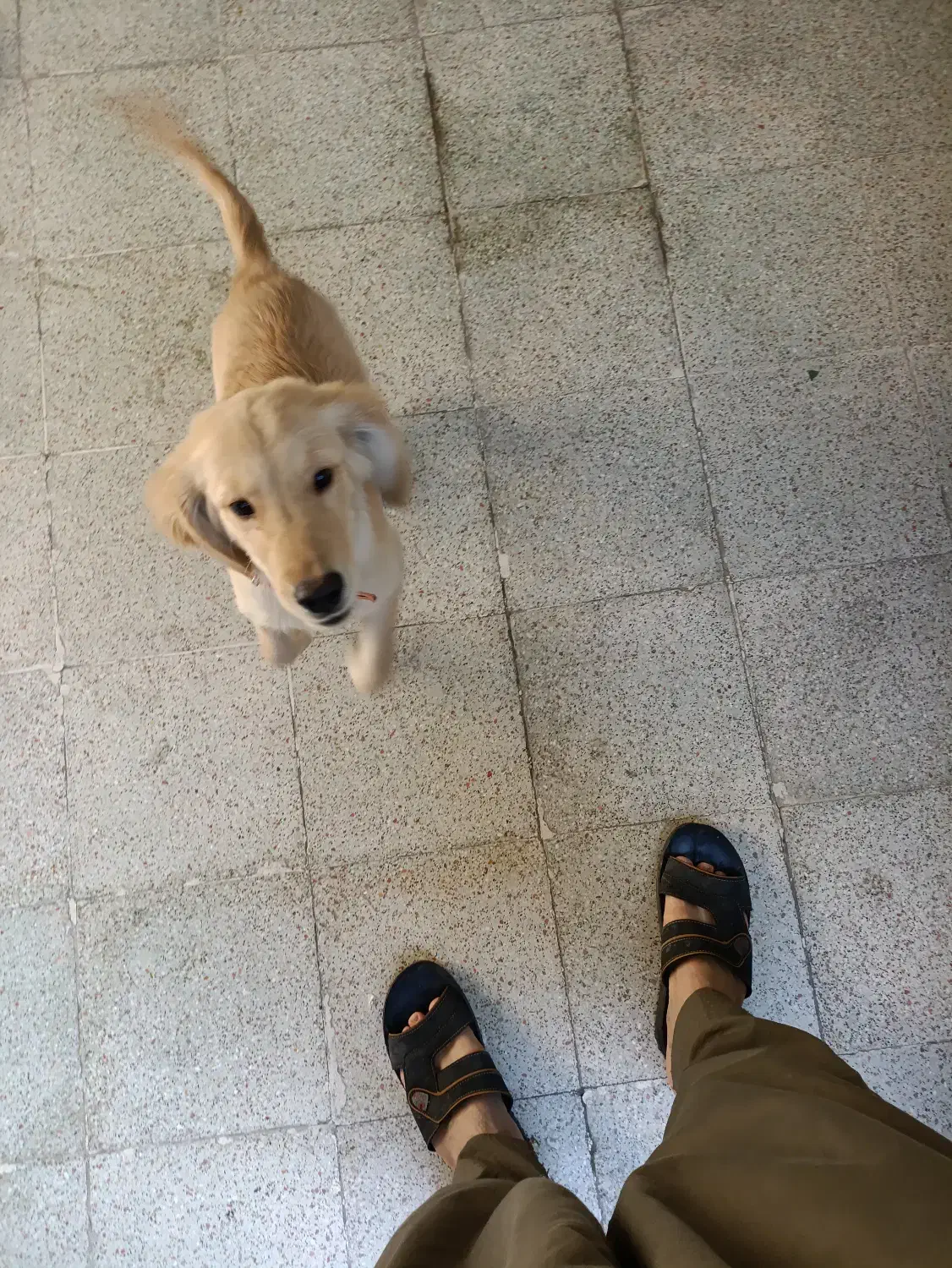 نژاد گلدن رتریور اسکاتلندی|سگ|شوشتر, |دیوار