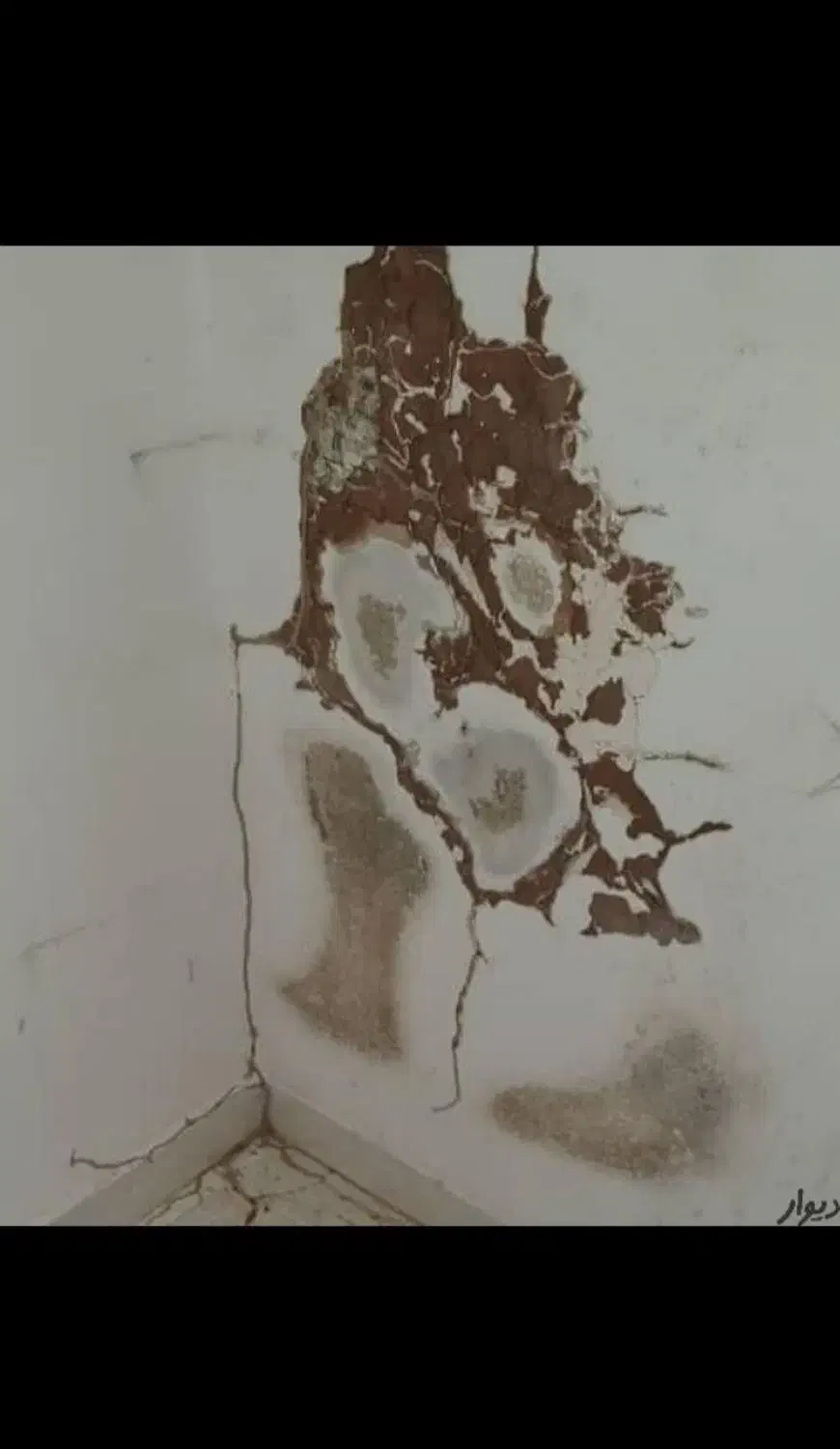 شرکت سم پاشی و موریانه زدایی(آسایش) با مجوز رسمی|خدمات نظافت|کوهدشت, |دیوار