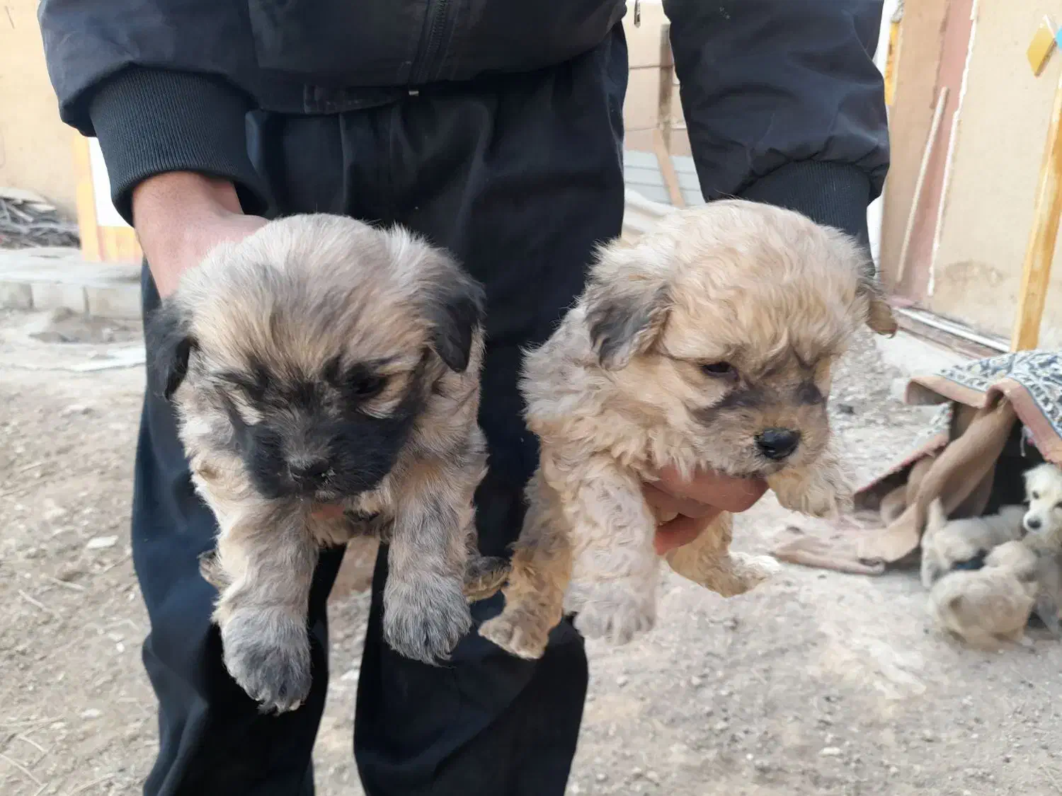 توله پاپی|سگ|شاهین‌شهر, گرگاب|دیوار