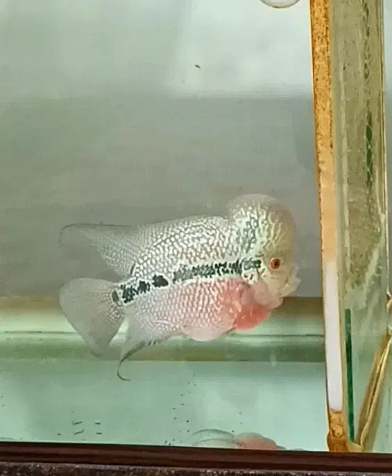 فلاور مولد با کیفیت|ماهی|مهاباد (آذربایجان غربی), |دیوار