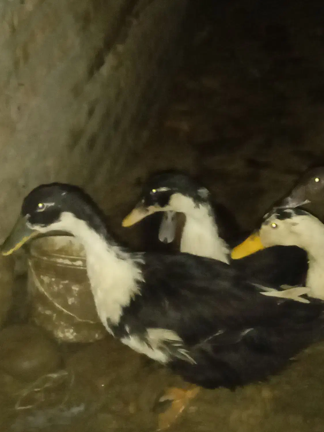 اردک محلی|حیوانات مزرعه|نگین شهر, |دیوار