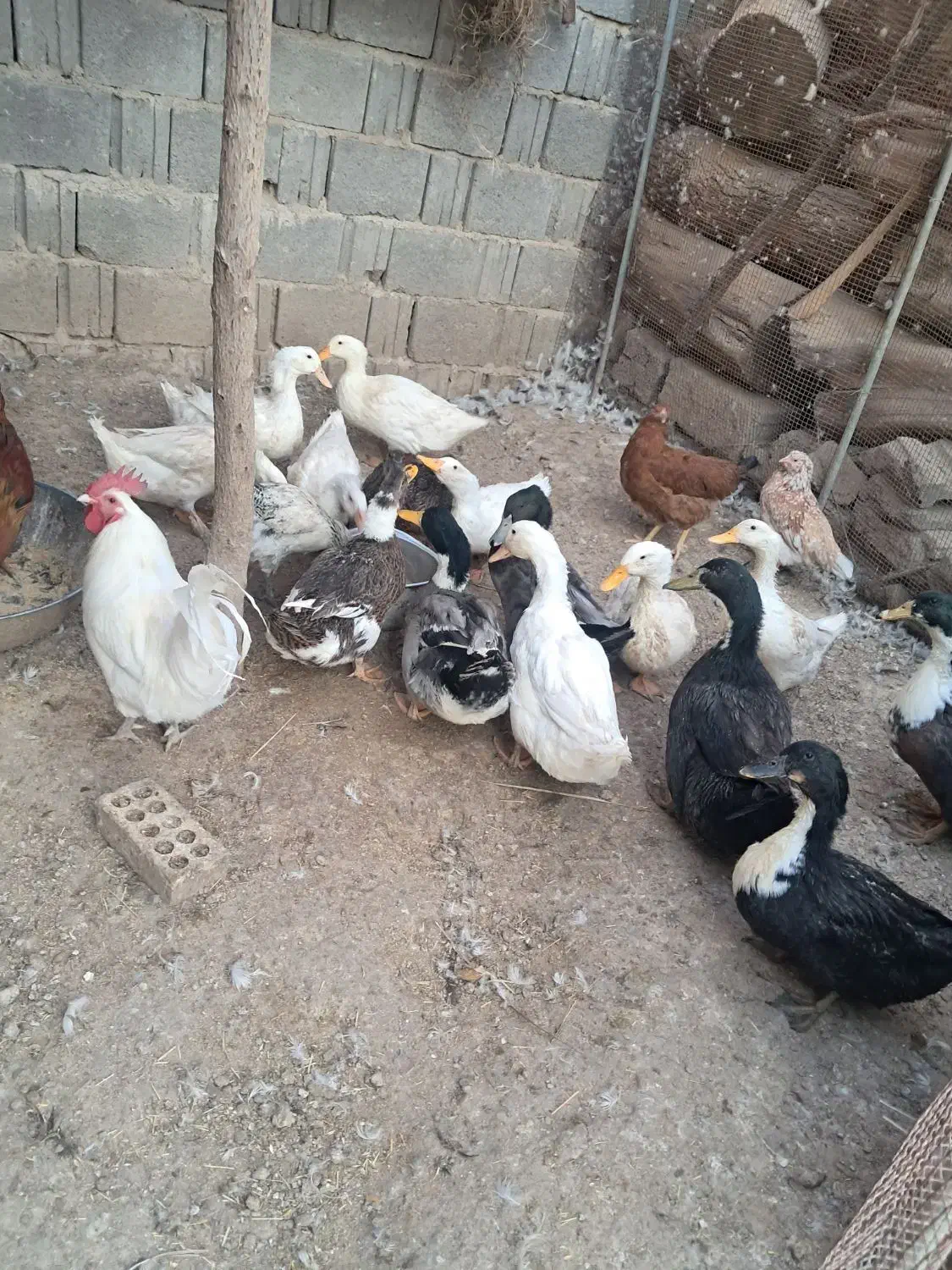 فروش اردک نروماده بالغ تخمگذار|حیوانات مزرعه|لار, |دیوار