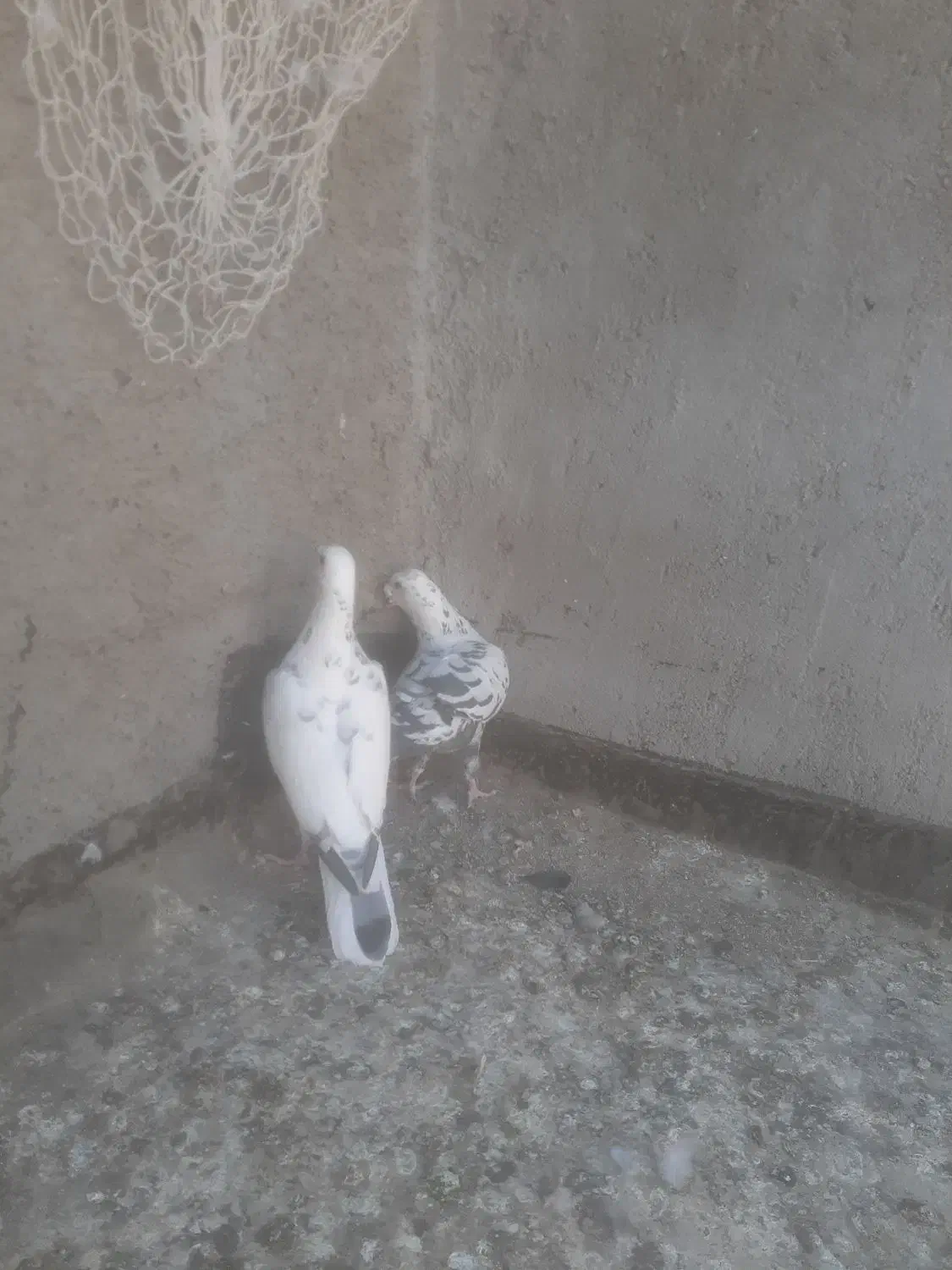 یک جفت سار نر ماده به شرط|پرنده|گلمکان, |دیوار