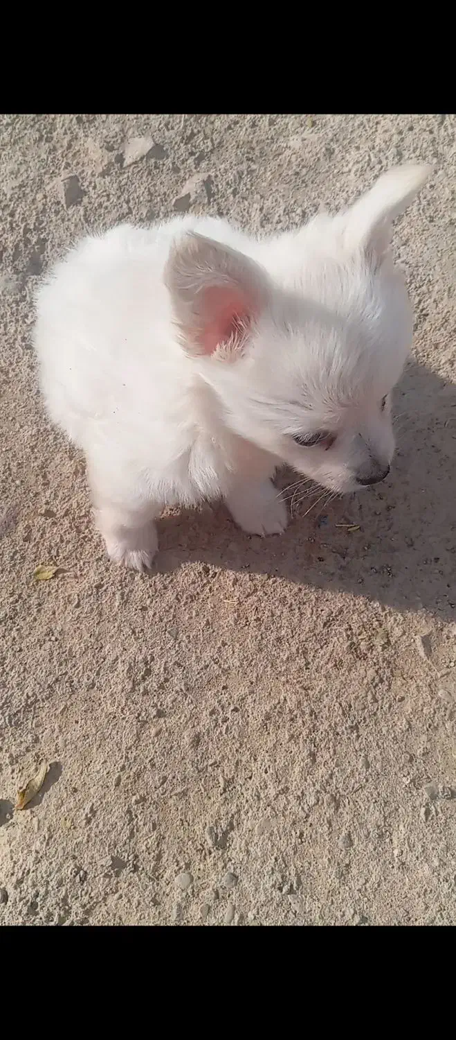 سگ مالتیز|سگ|قم, شهرک مهدیه (مدرس)|دیوار