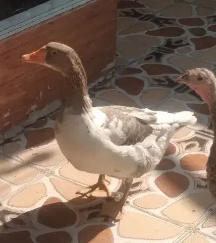 غاز|حیوانات مزرعه|خرمشهر, |دیوار