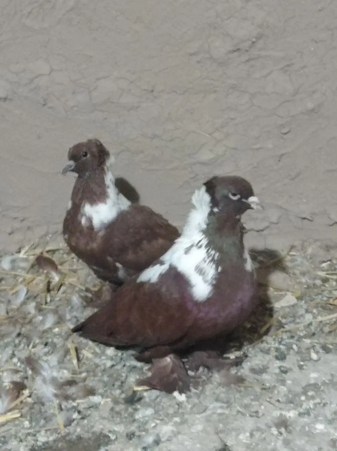 کبوتر ککیلی|پرنده|اردبیل, |دیوار