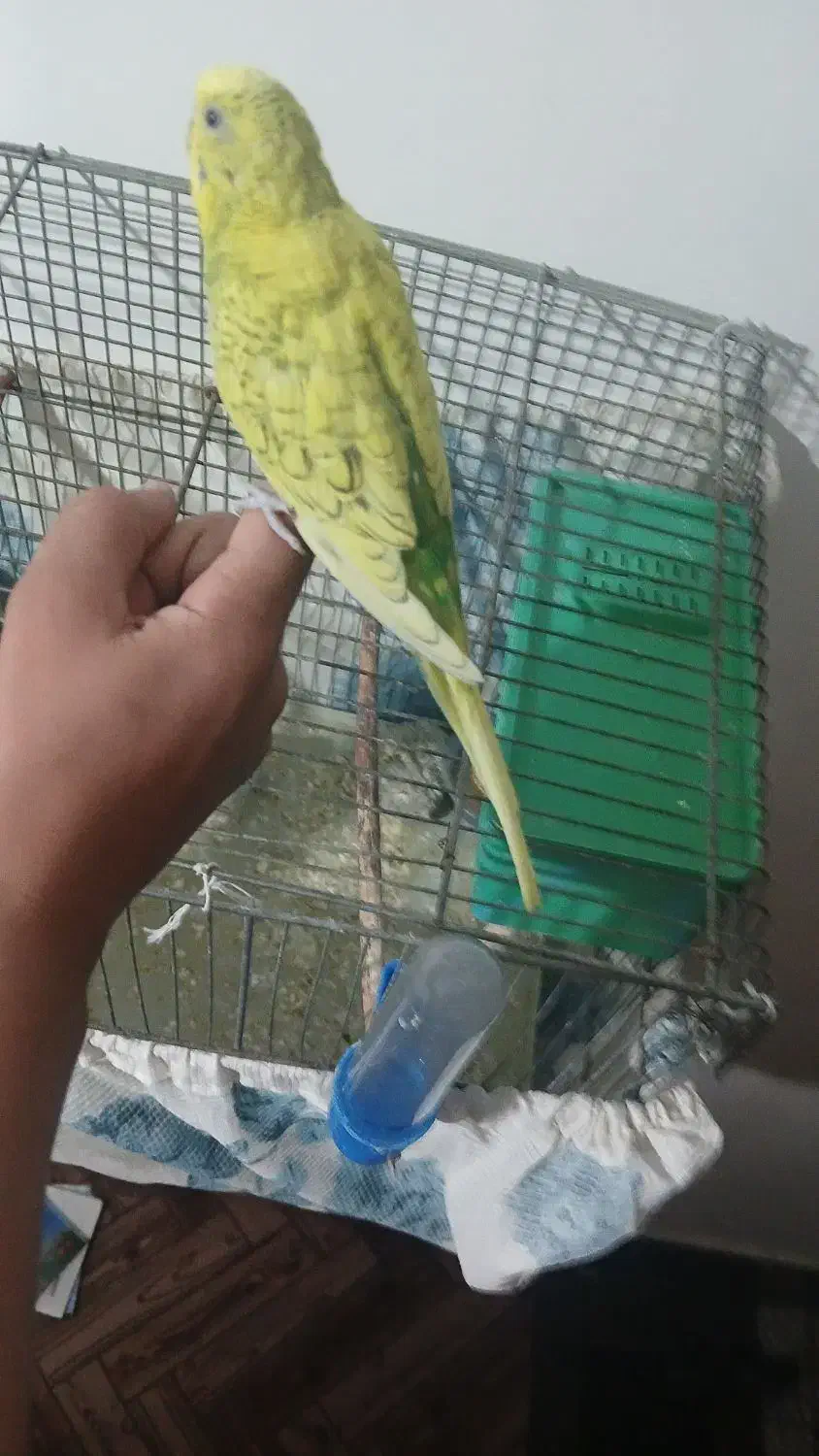 مرغ عشق دستی|پرنده|ساوه, |دیوار