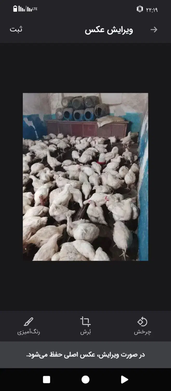 مرغ گوشتی|حیوانات مزرعه|مشگین شهر, |دیوار