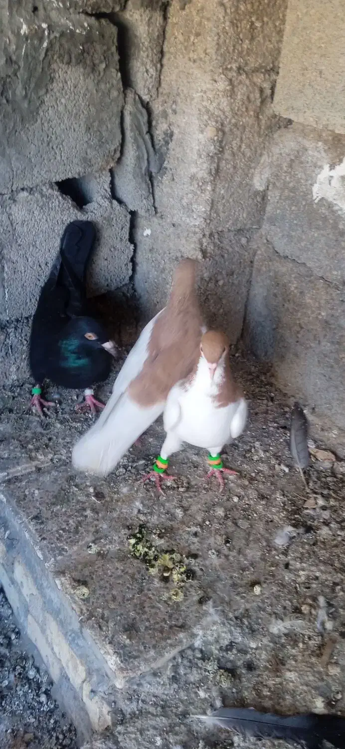 کبوتر رنگی|پرنده|امیدیه, |دیوار