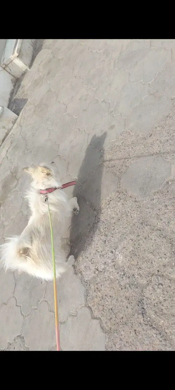 سگ پاکوتاه|سگ|بم, |دیوار