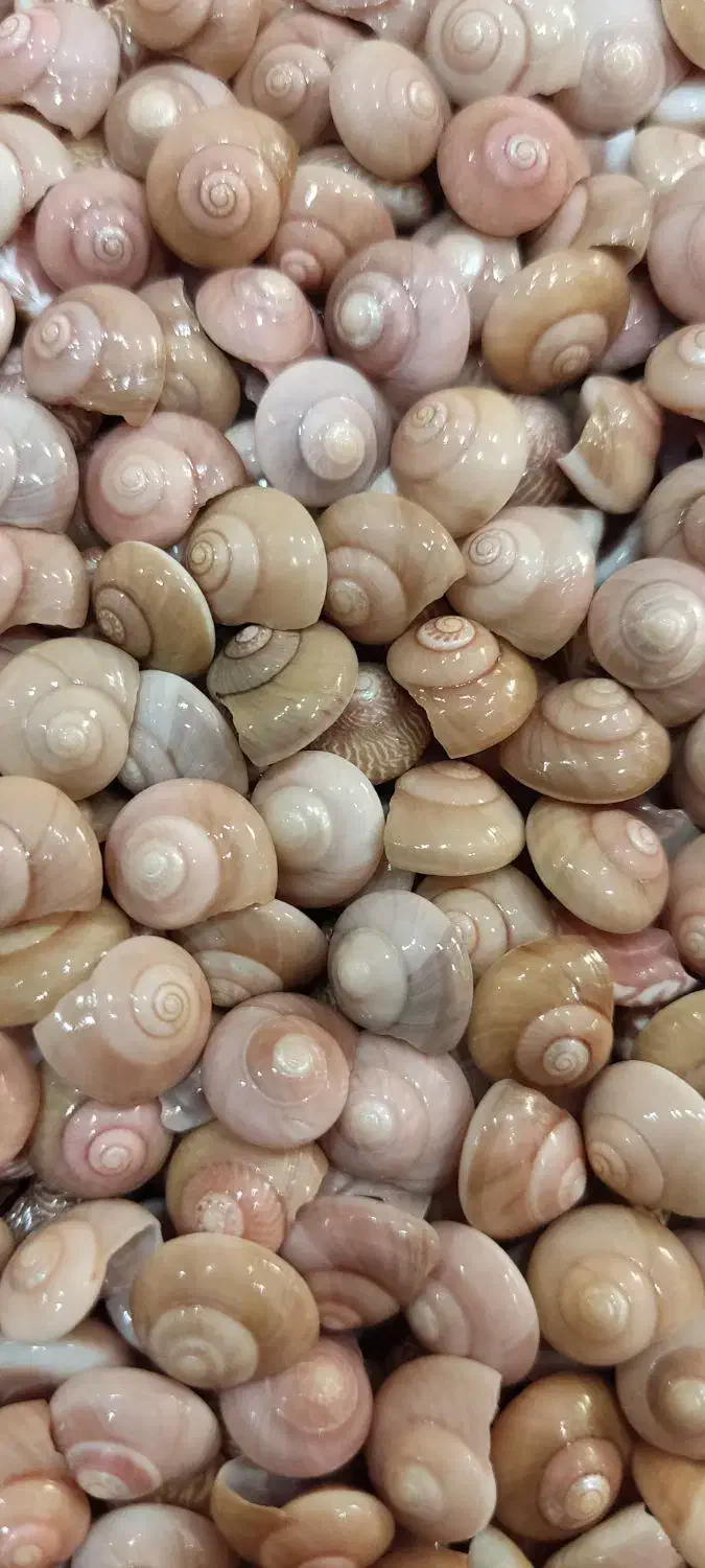 صدف طبیعی ریز|صنایع دستی و سایر لوازم تزئینی|تهران, بازار|دیوار