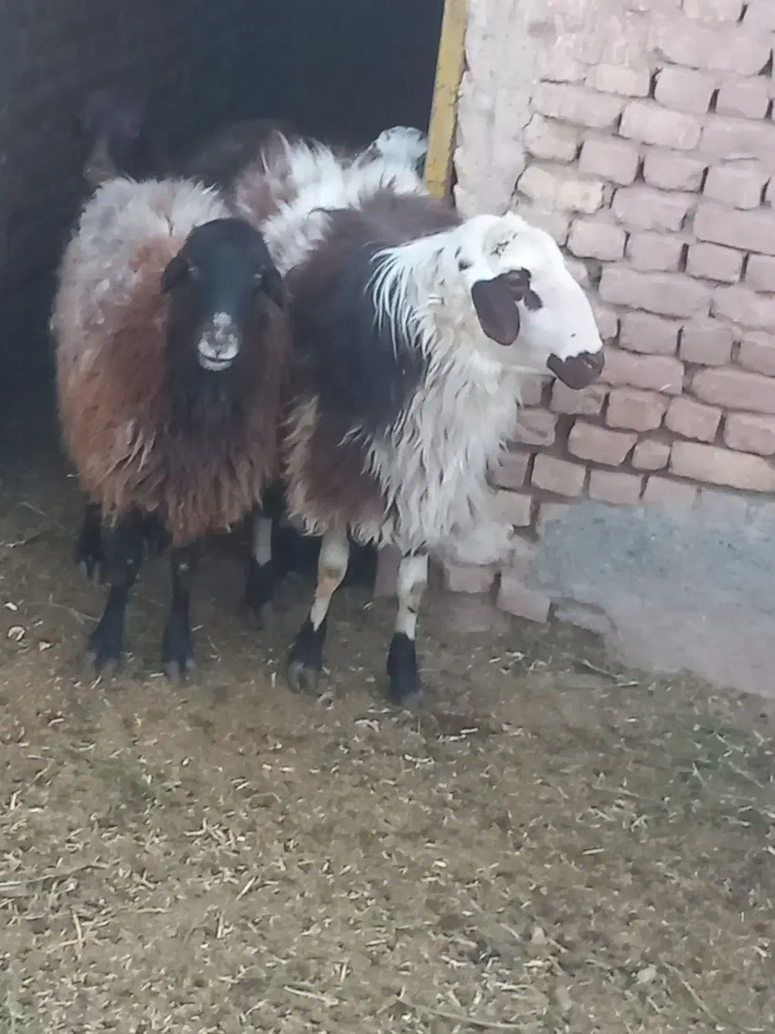 قوچ افشاری|حیوانات مزرعه|جلگه رخ, |دیوار