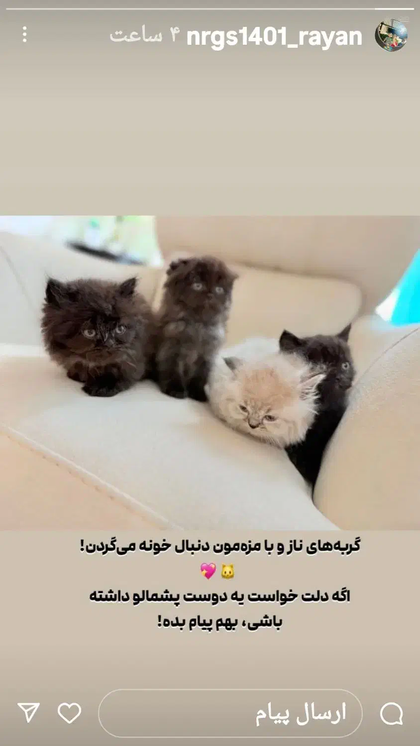 گربه های زیبای اسکاتیش|گربه|لاهیجان, شیشه گران|دیوار