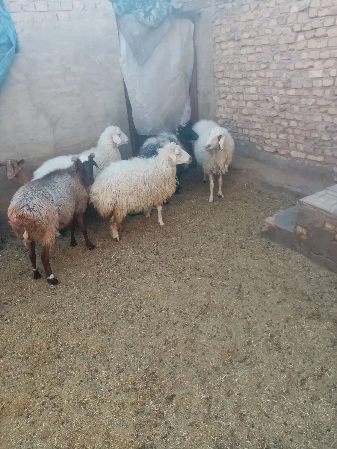 میش آبستن|حیوانات مزرعه|یزد, |دیوار