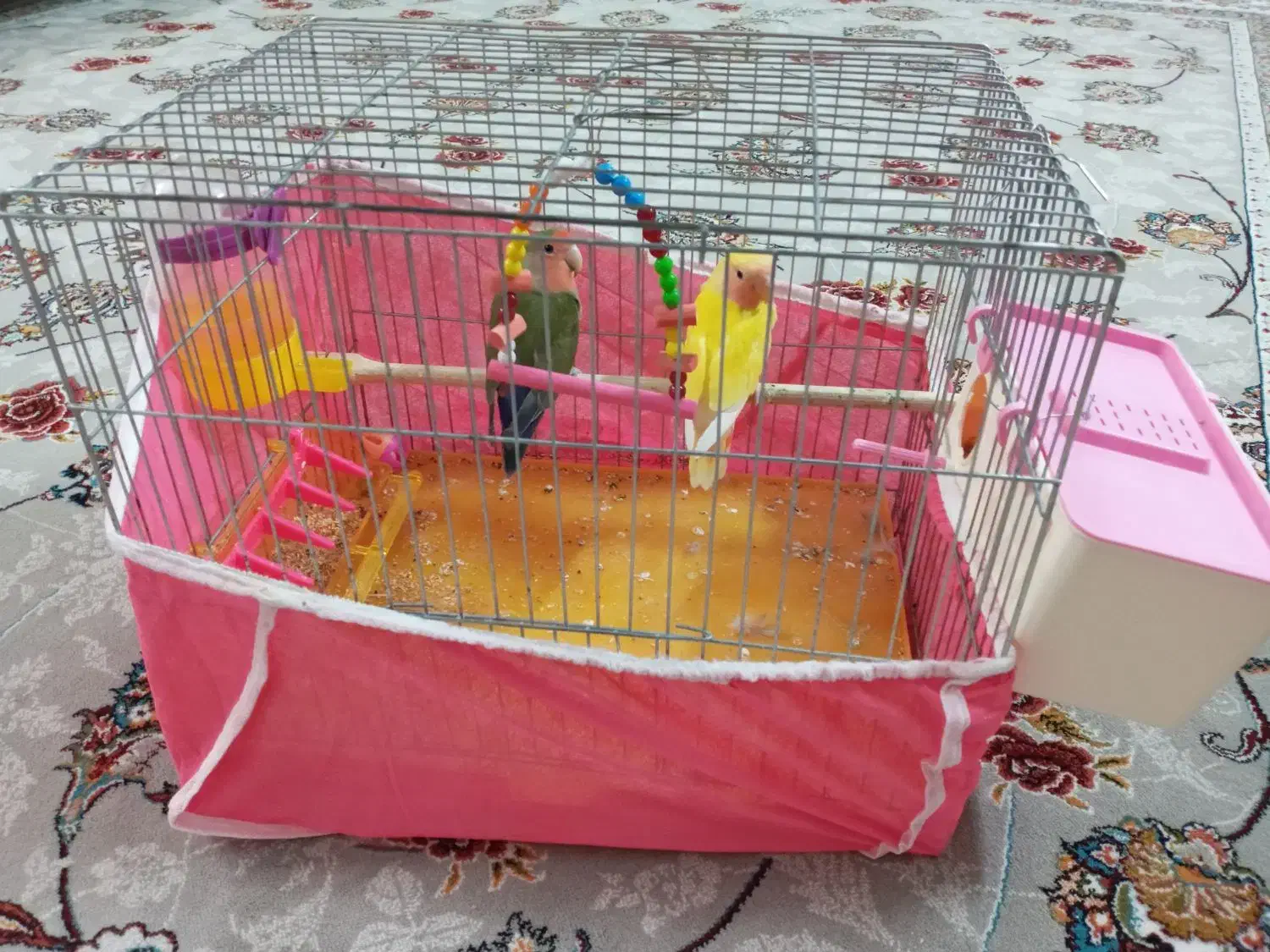 جفت طوطی برزیلی|پرنده|شاهین‌شهر, مسکن مهر|دیوار