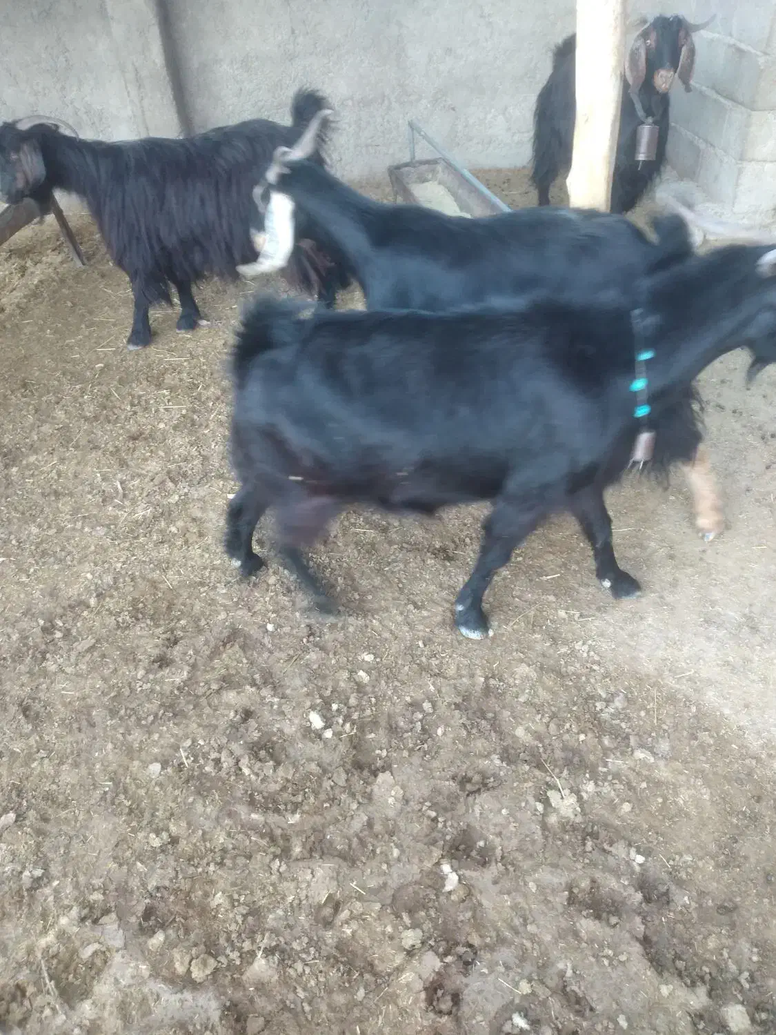 چهار‌بز‌داشتی|حیوانات مزرعه|ملکشاهی, |دیوار