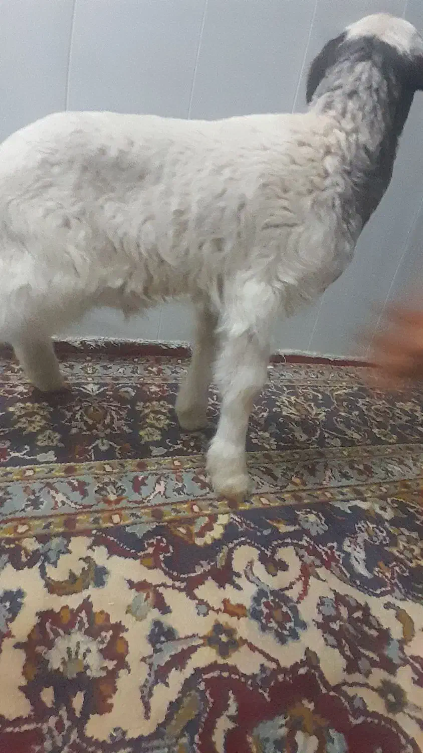 بره نر|حیوانات مزرعه|آبدانان, |دیوار