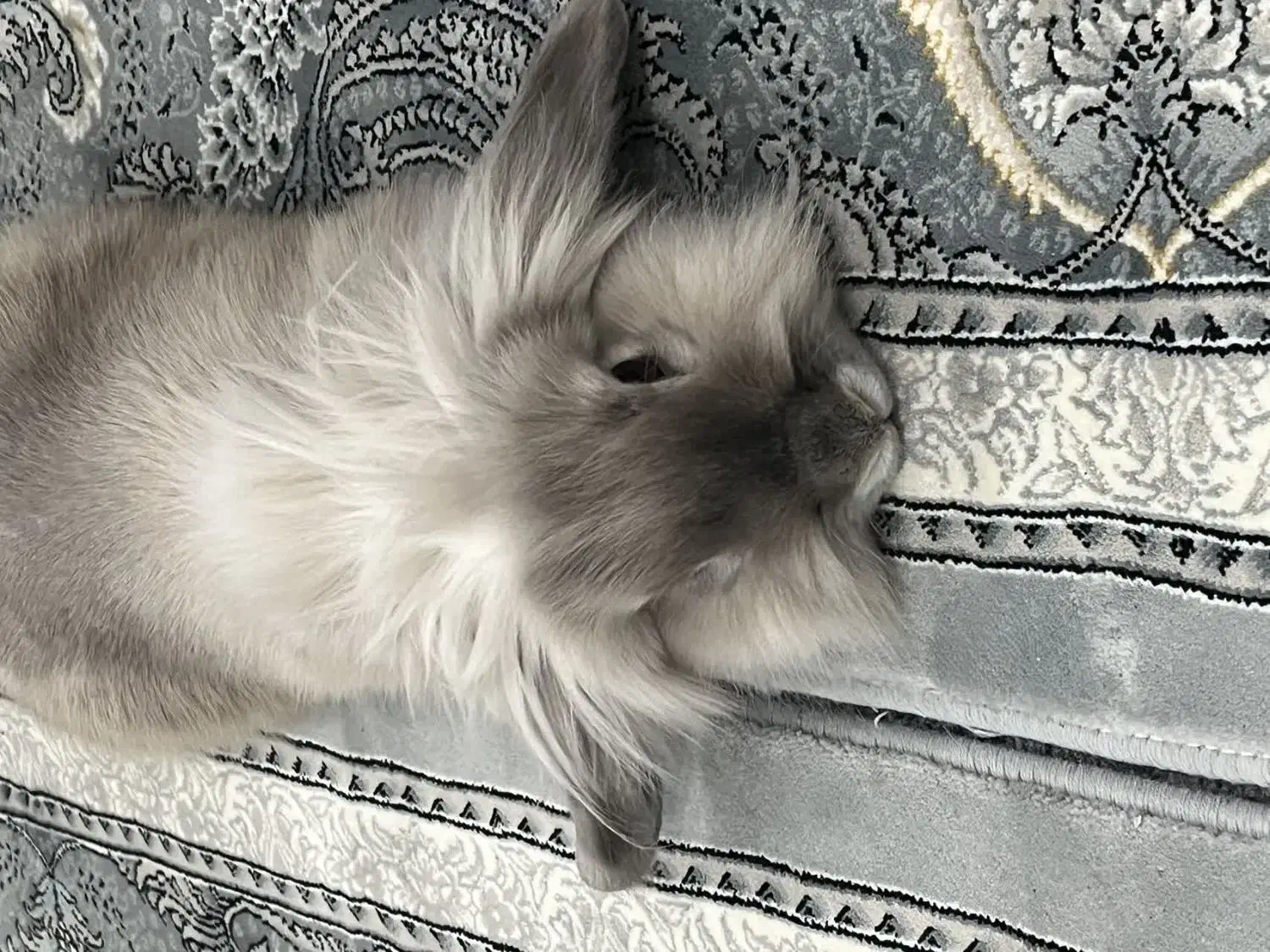 خرگوش بازی گوش|موش و خرگوش|ساوه, |دیوار