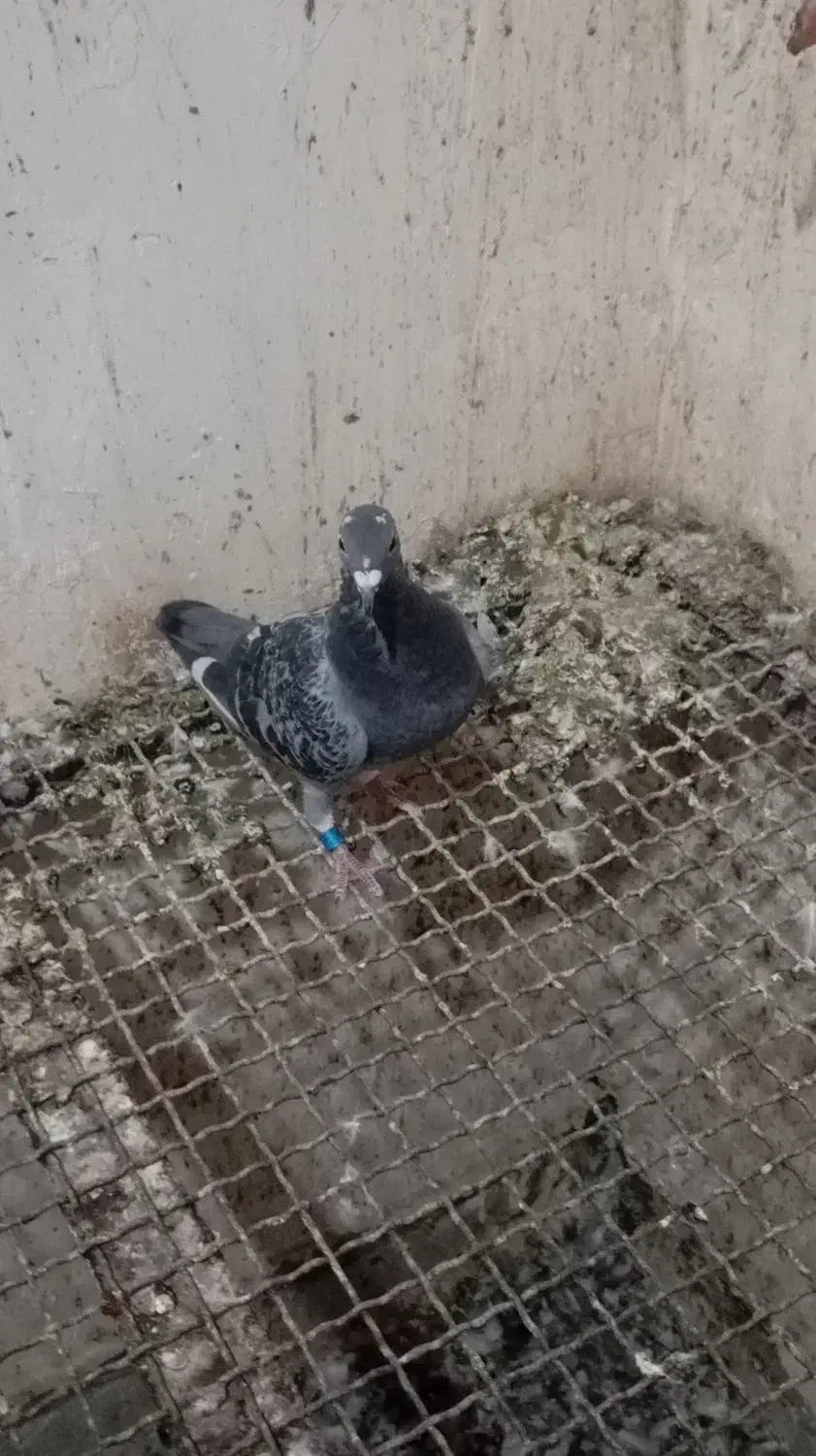 نر وماده پلاکی درجه یک|پرنده|سوسنگرد, |دیوار