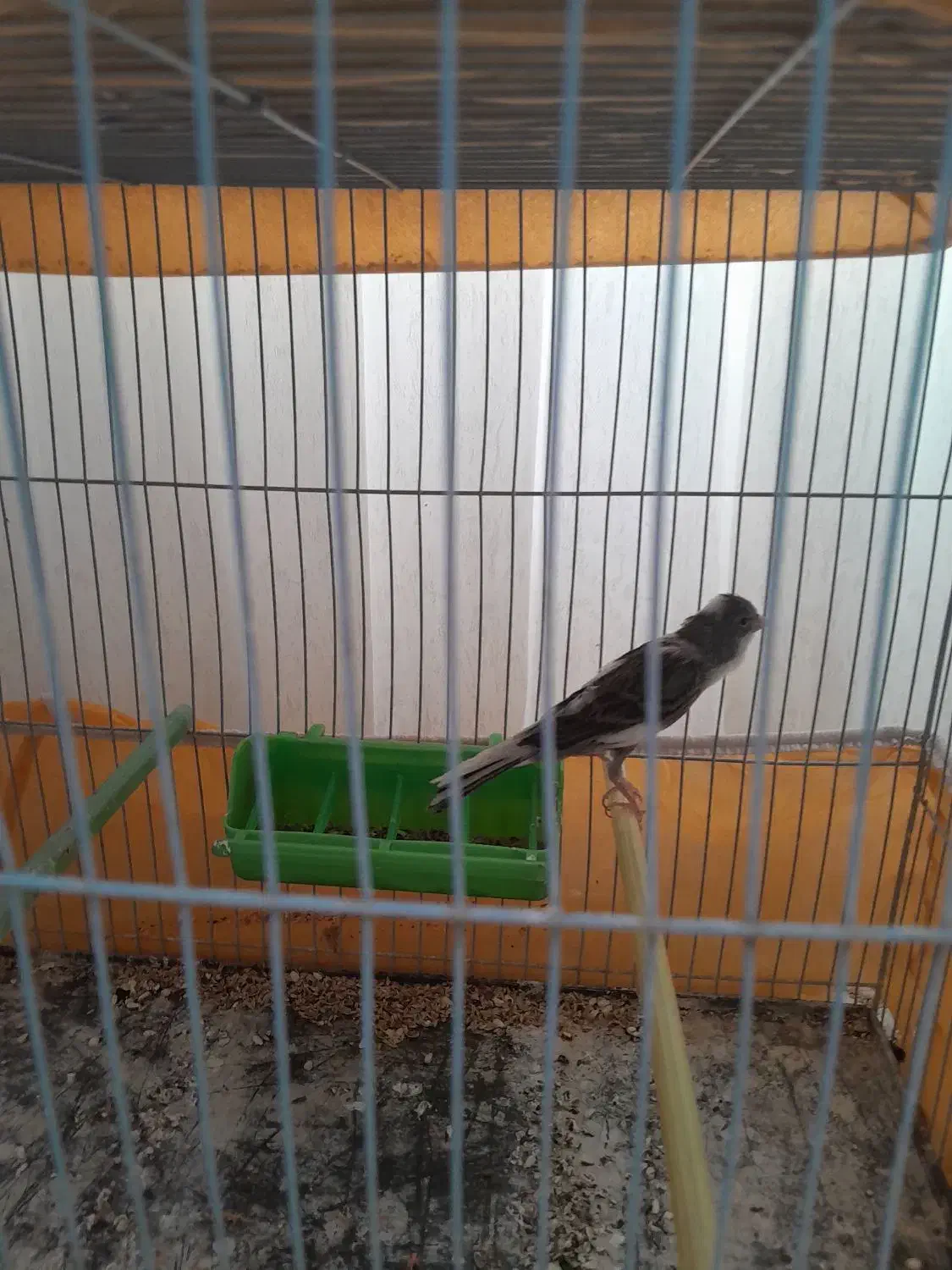 دو عدد قناری فروشی|پرنده|تربت‌حیدریه, ابوذر|دیوار