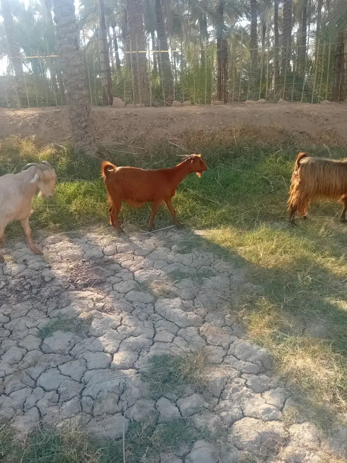 یک بز ابستن|حیوانات مزرعه|اهرم, |دیوار