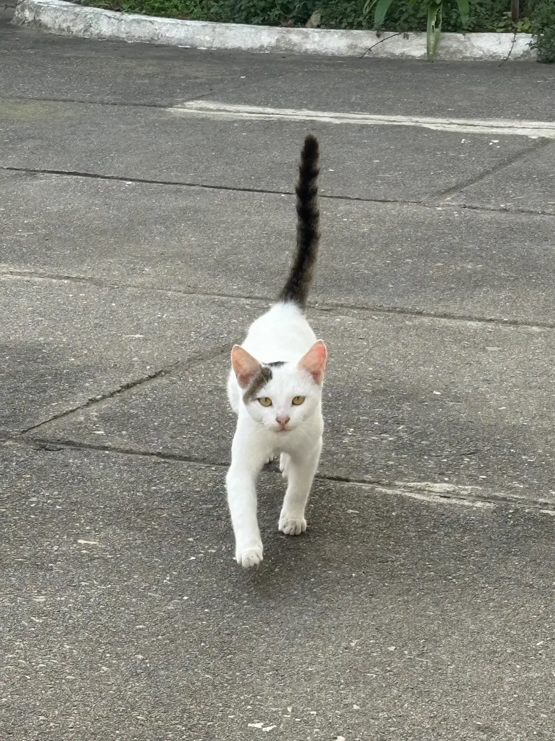 واگذاری گربه نر|گربه|بندر انزلی, قلم گوده|دیوار