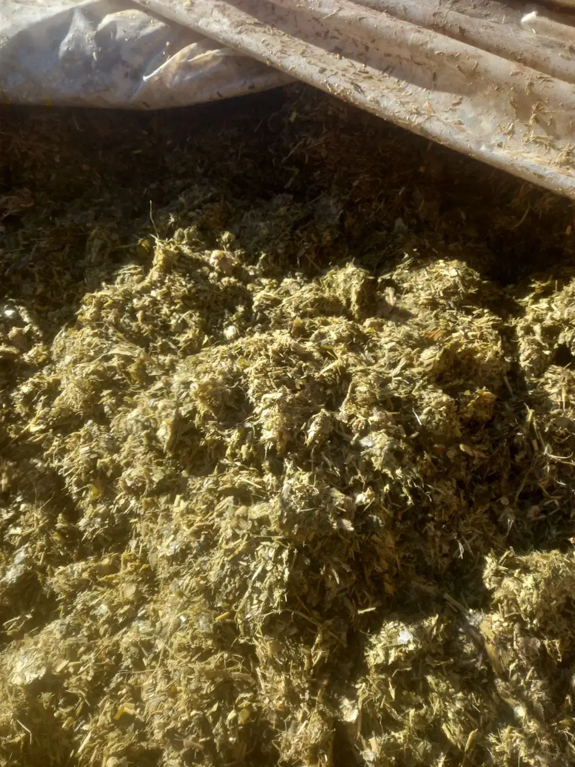 ذرت علوفه ای|عمدهفروشی|زنجانرود, |دیوار