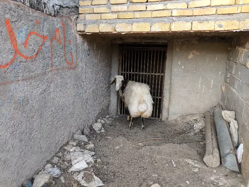 قوچ|حیوانات مزرعه|کاکاوند, |دیوار