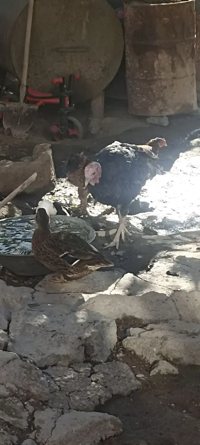 بوقلمون نر دوساله|حیوانات مزرعه|صومای برادوست, |دیوار