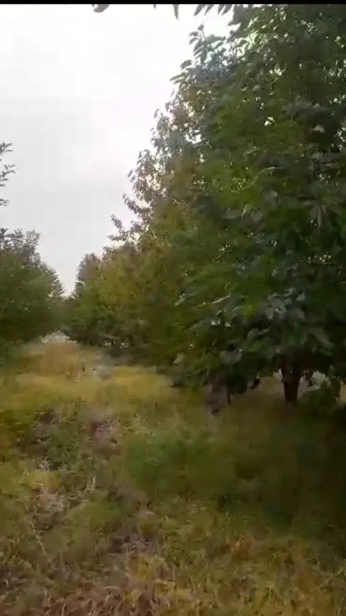 فروش باغ|فروش زمین و ملک کلنگی|قصابه, |دیوار