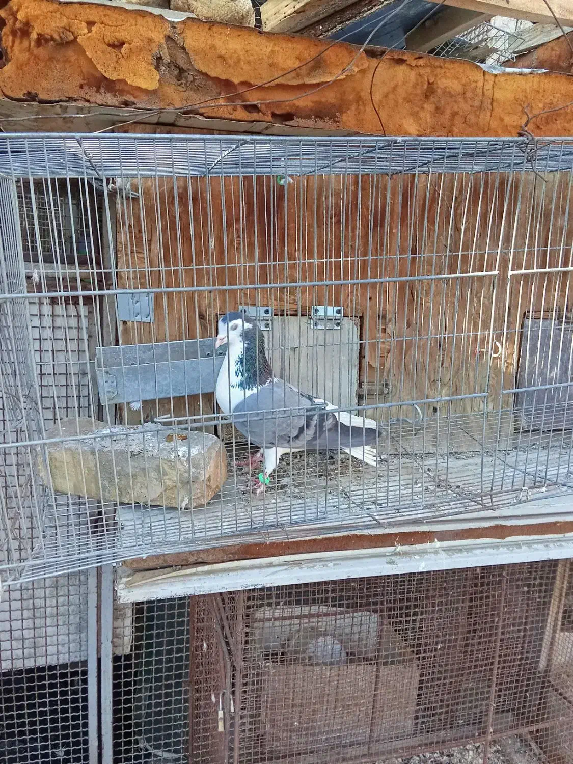 کبوتر دمگیر دستگردی|پرنده|اصفهان, پوریای ولی|دیوار