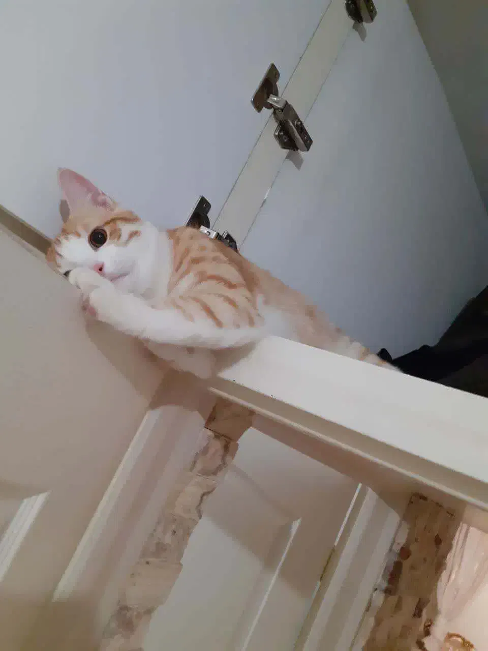 گربه نر و ماده|گربه|فیروزکوه, |دیوار