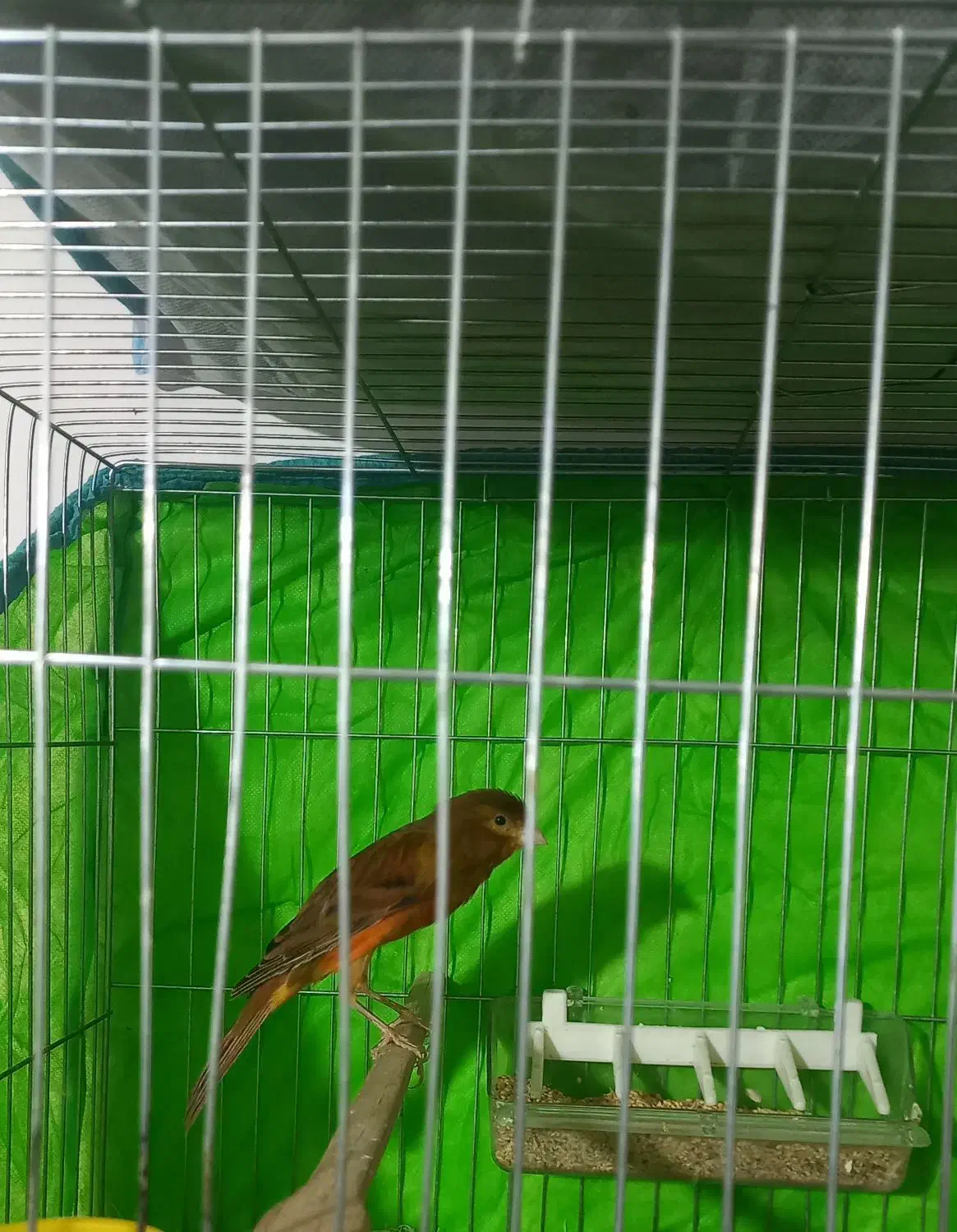 نر سرخ شور|پرنده|یزد, |دیوار