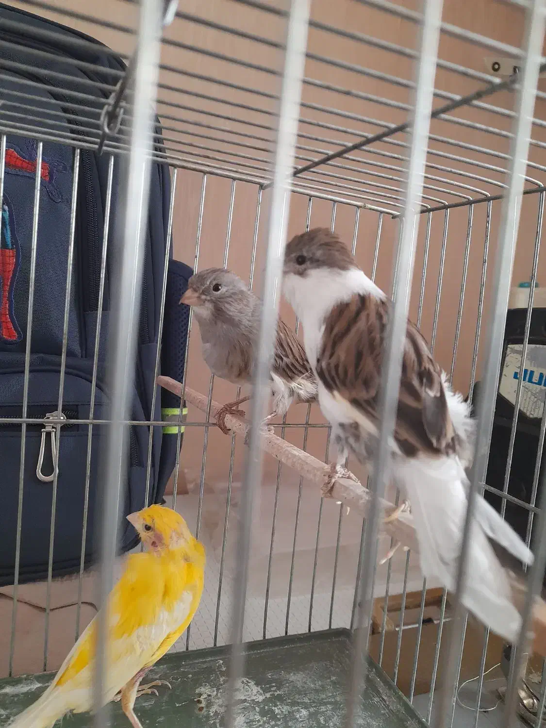 قناری نروماده|پرنده|قزوین, |دیوار