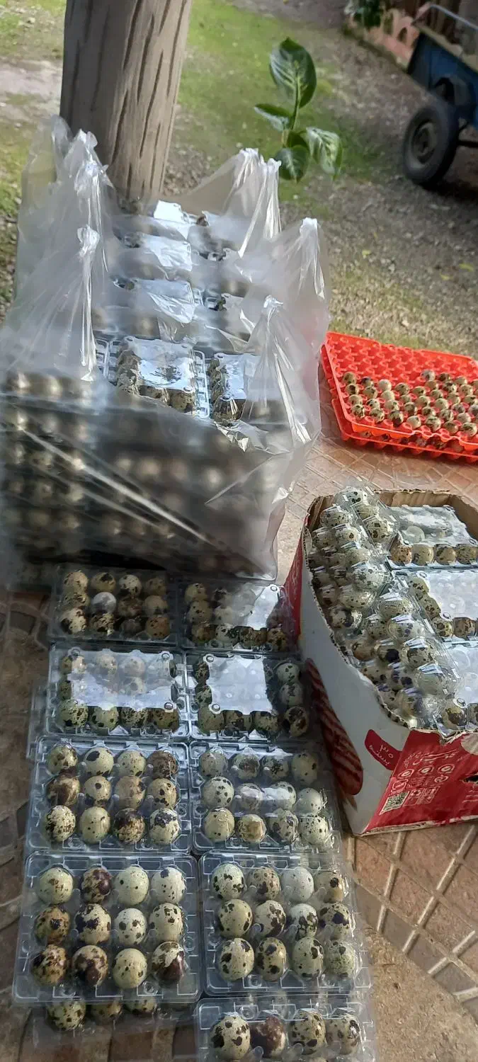 تخم بلدرچین خوراکی|خوردنی و آشامیدنی|خمام, |دیوار