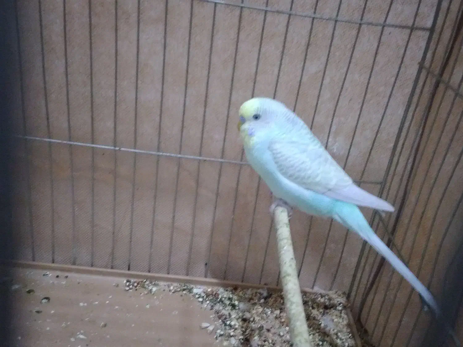 مرغ عشق نر بالغ250تومان|پرنده|کرمان, |دیوار