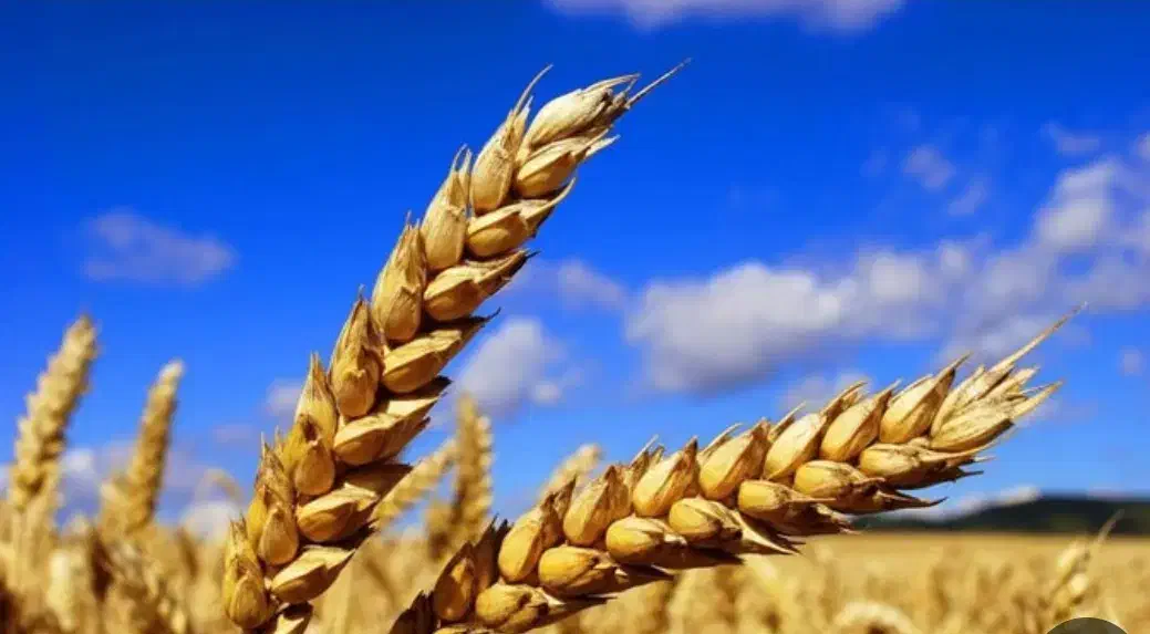 گندم البرز مخصوص نان|خوردنی و آشامیدنی|اصفهان, ارغوانیه|دیوار