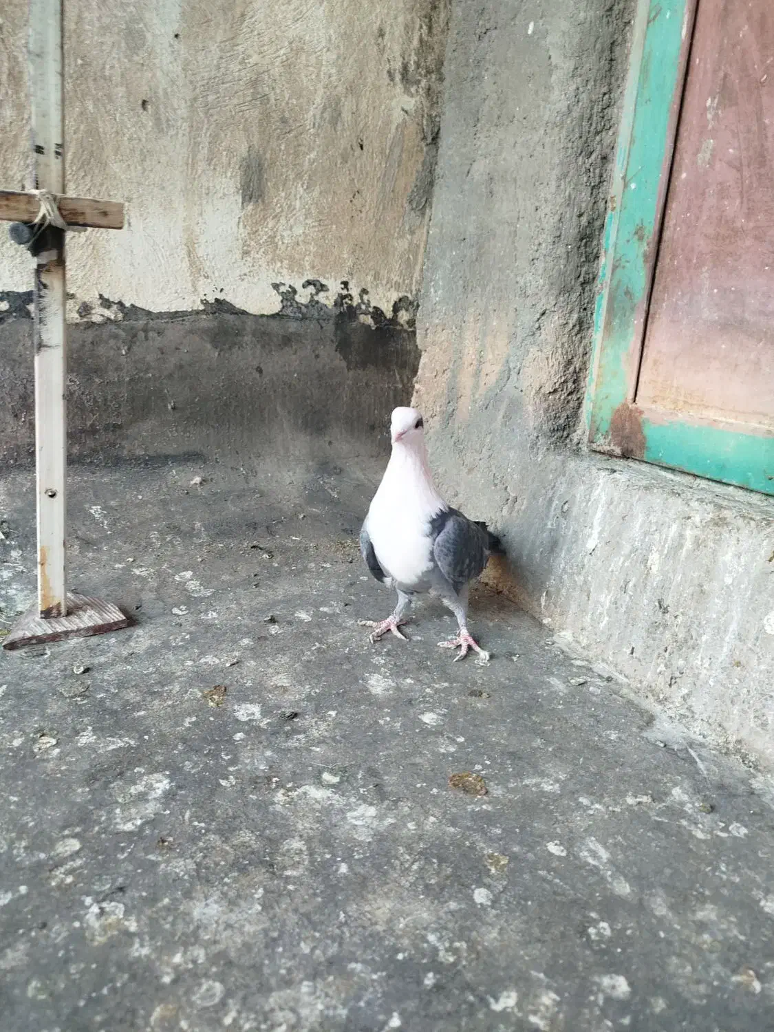 کلسفید|پرنده|قم, چهل اختران|دیوار