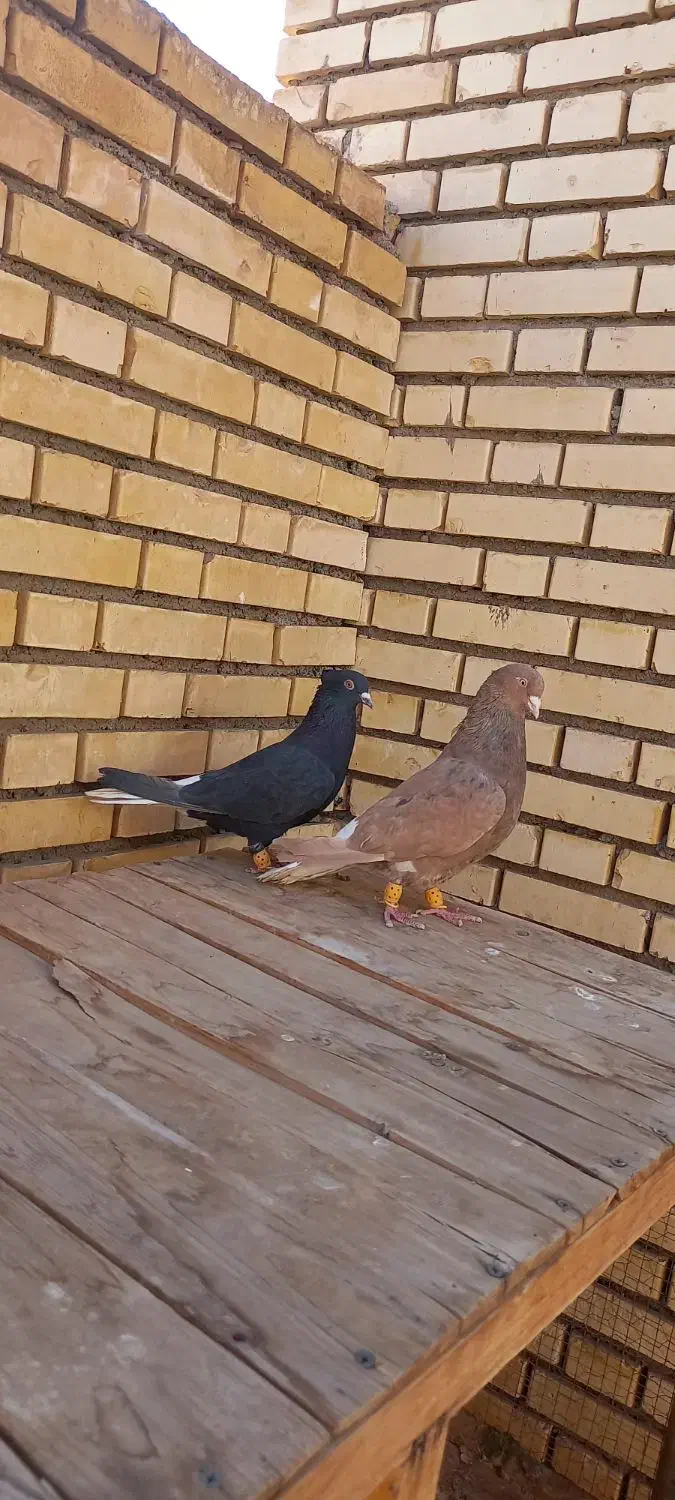 کبوتر دم سفید|پرنده|مبارکه, |دیوار