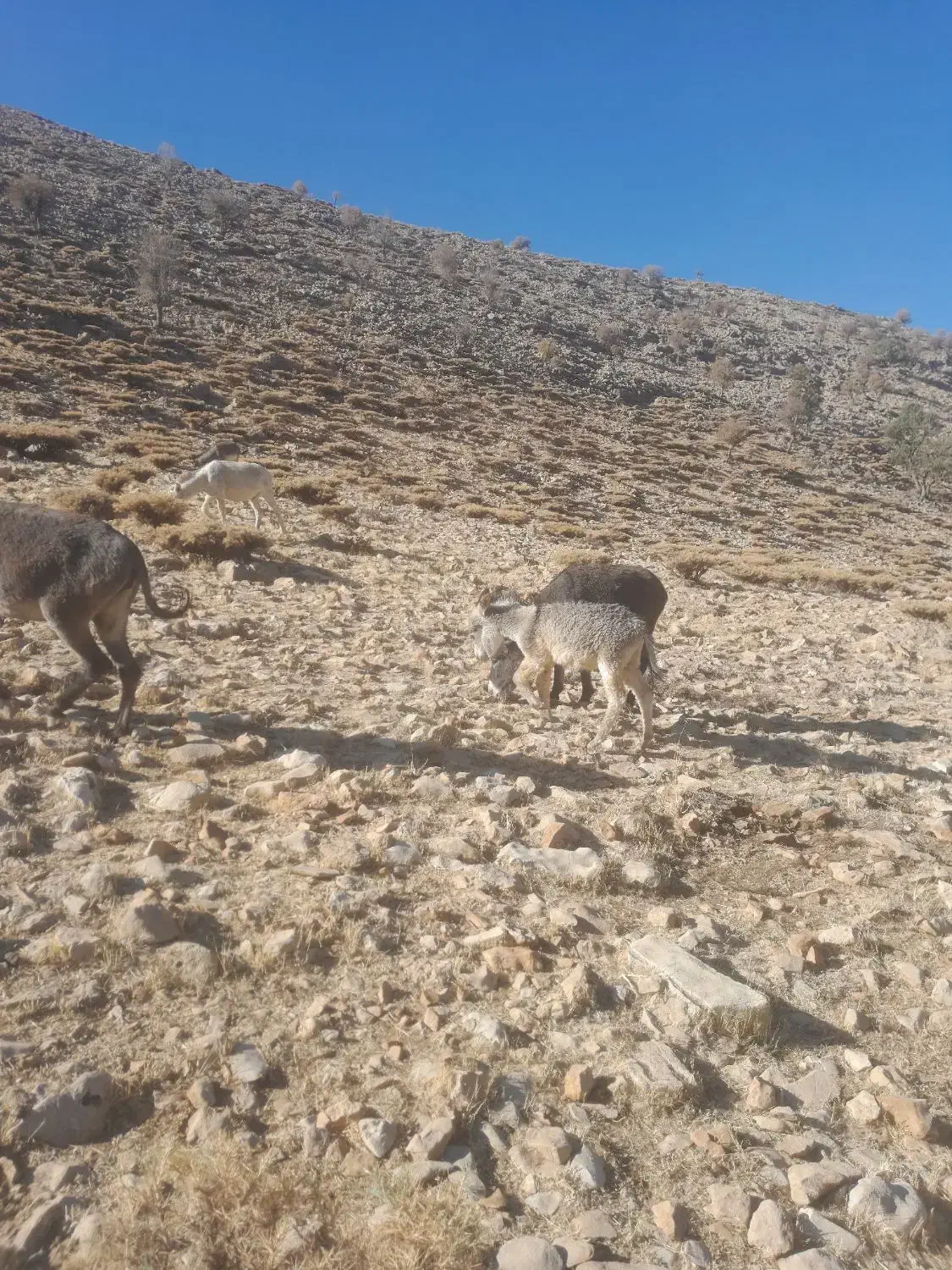 فروش۳عددالاغگلهایماده|حیوانات مزرعه|ناغان, |دیوار