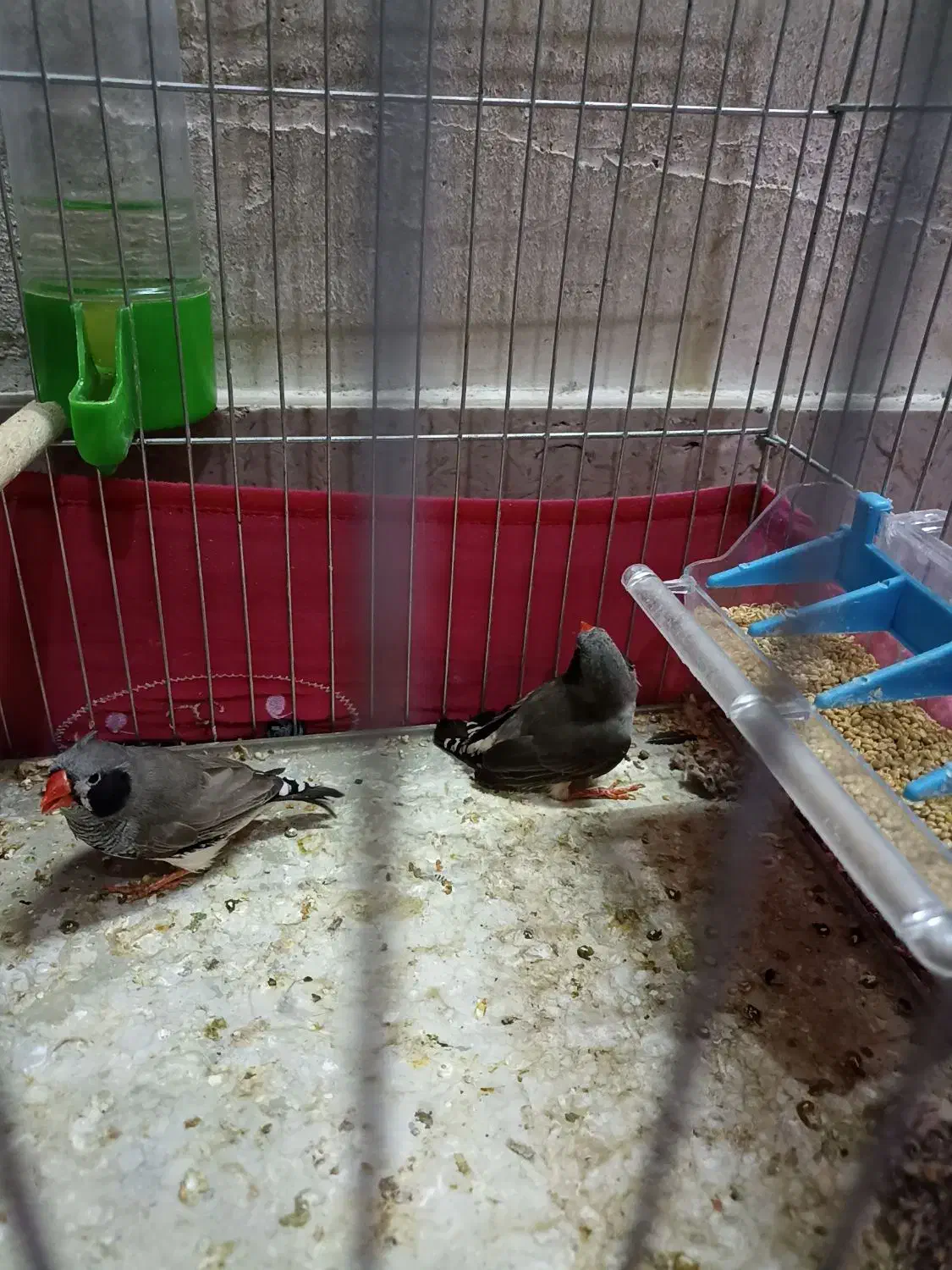 جفت فنچ کینگ|پرنده|کازرون, |دیوار