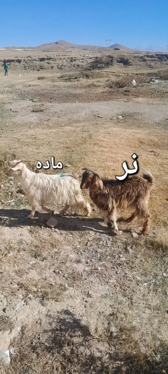 بزغاله نر وماده|حیوانات مزرعه|اهر, |دیوار