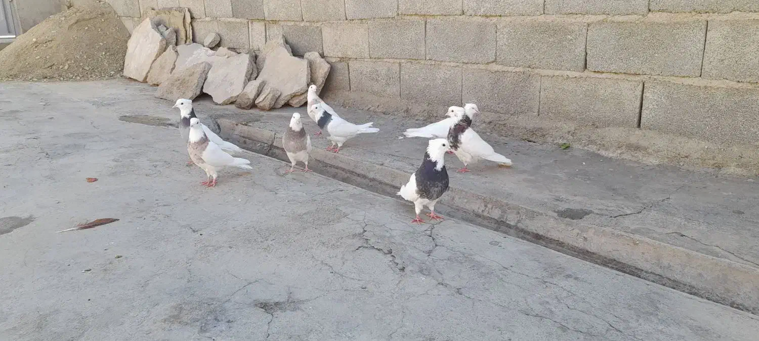 کفتر طوقی|پرنده|اشترینان, |دیوار