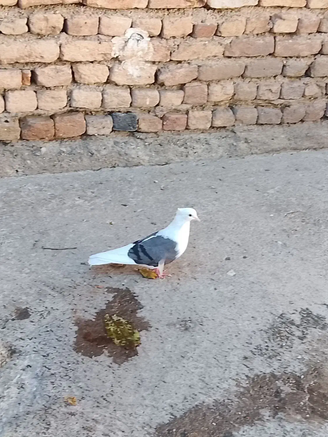 کبوتر شون سیاه|پرنده|شیروان (لرستان), |دیوار