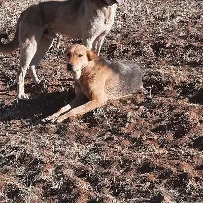 ماده سگ پژدر|سگ|دیواندره, |دیوار