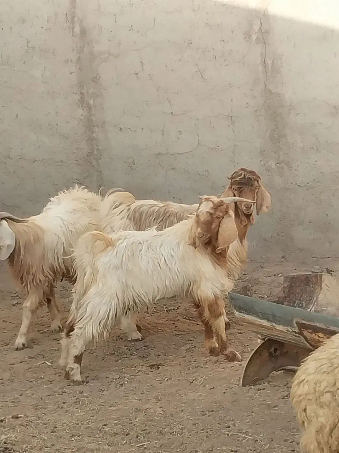 کهره بره قوچ نری بز میش|حیوانات مزرعه|سیرجان, |دیوار