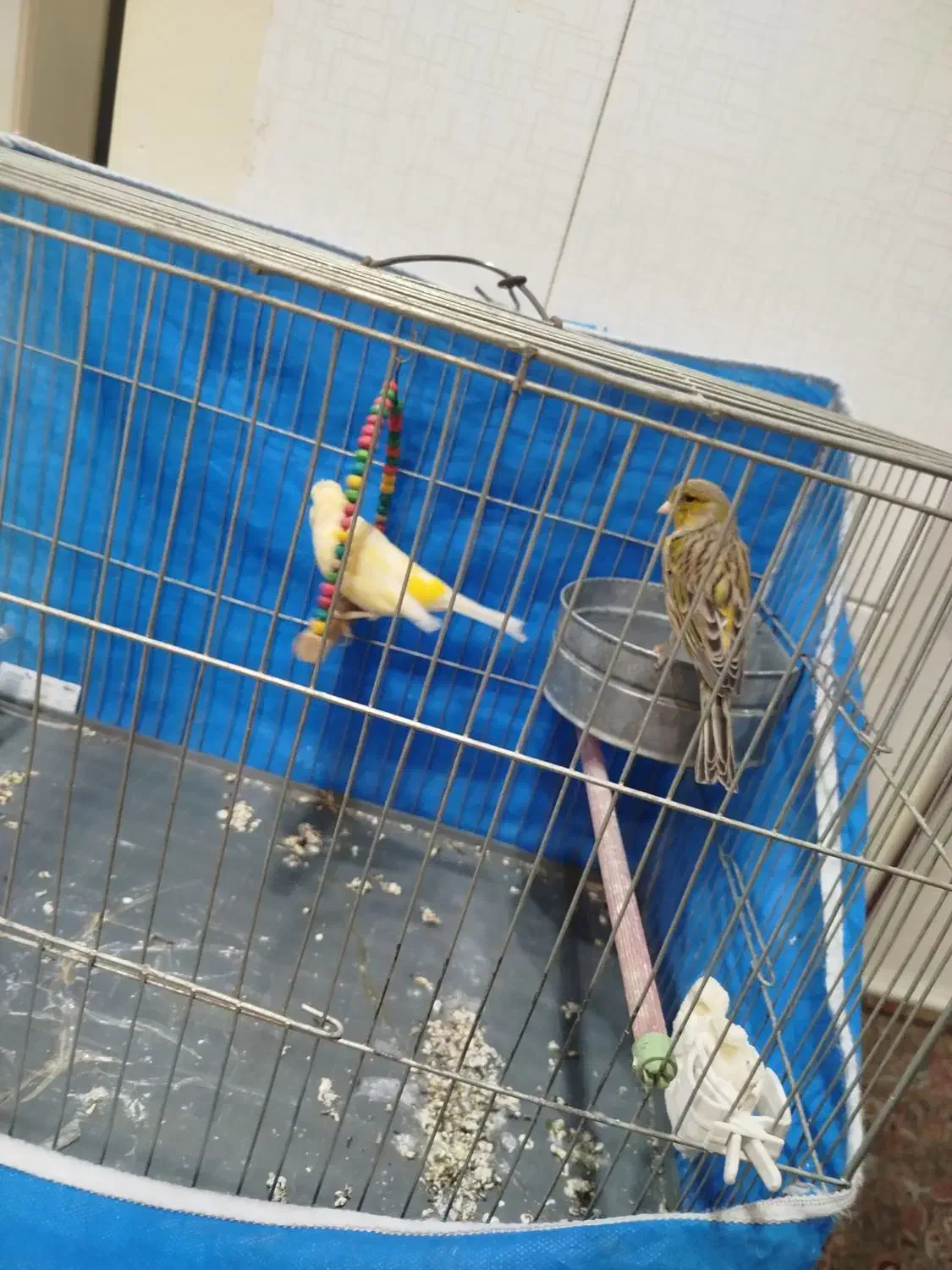 پرنده قناری|پرنده|چهاردانگه (تهران), |دیوار