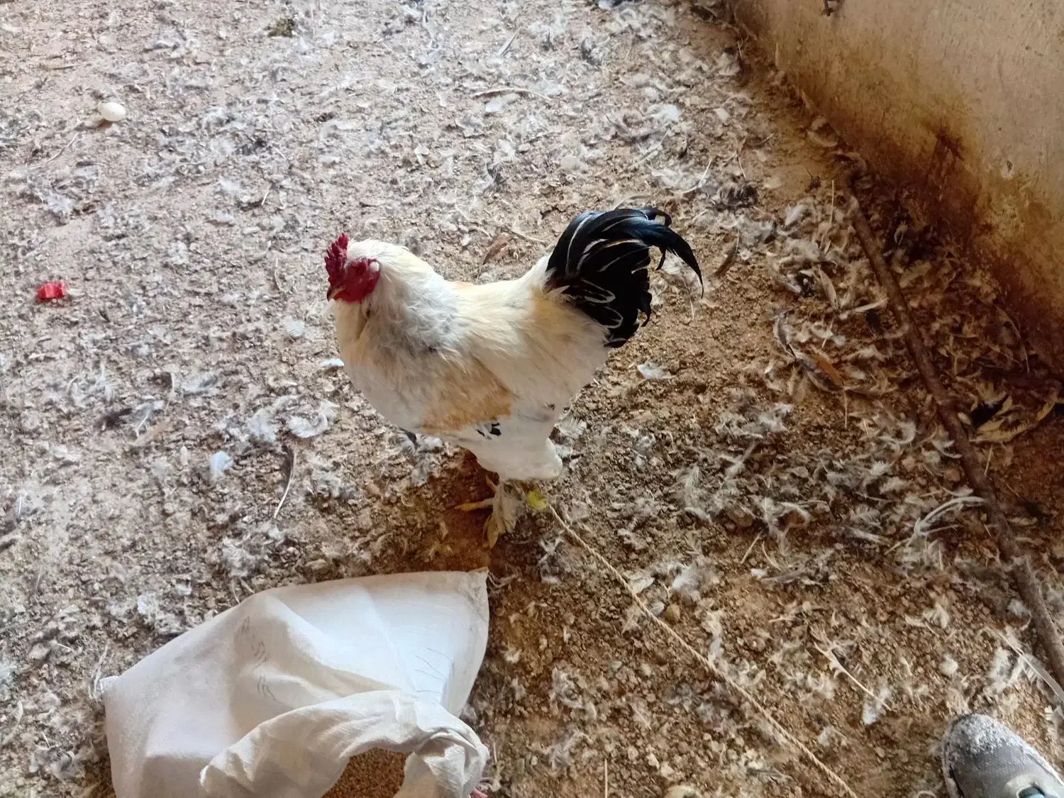 مرغ و خروس برهما|حیوانات مزرعه|خسروشاه, |دیوار