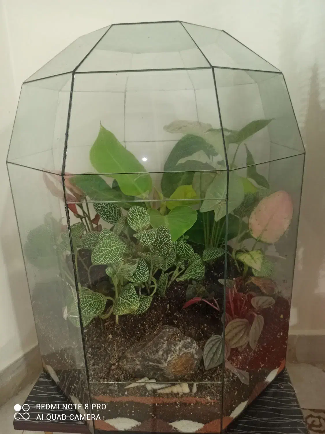 کاکتوس آفریقایی و گلدان تراریوم بزرگ|گل و گیاه طبیعی|تهران, عباسی|دیوار