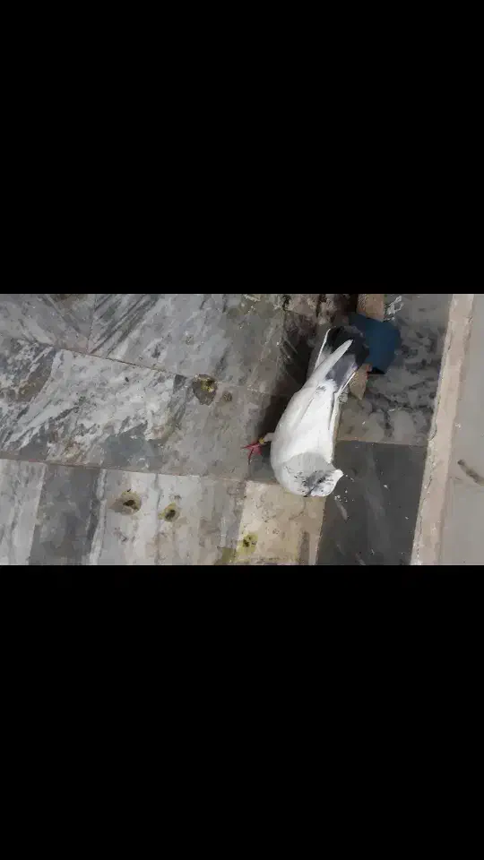 نر شونی گم شده|پرنده|بروجرد, |دیوار